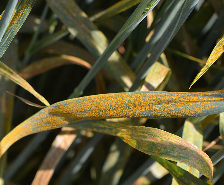 wheat stripe rust