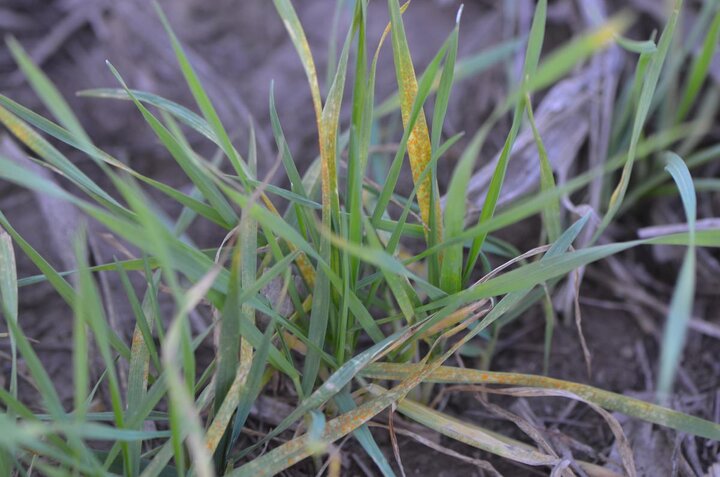 Stripe rust in wheat in November 2016