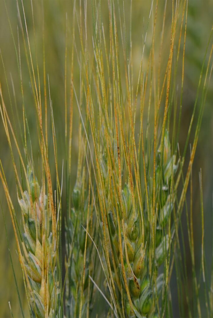 Stripe rust on wheat awns