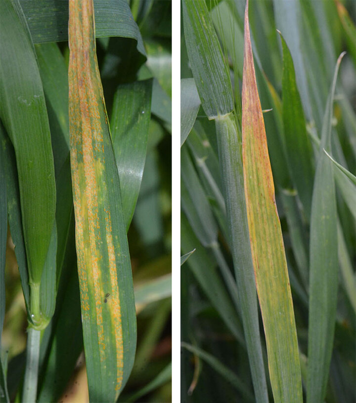 Wheat stripe rust and barley yellow dwarf