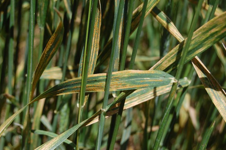 Striped rust in wheat