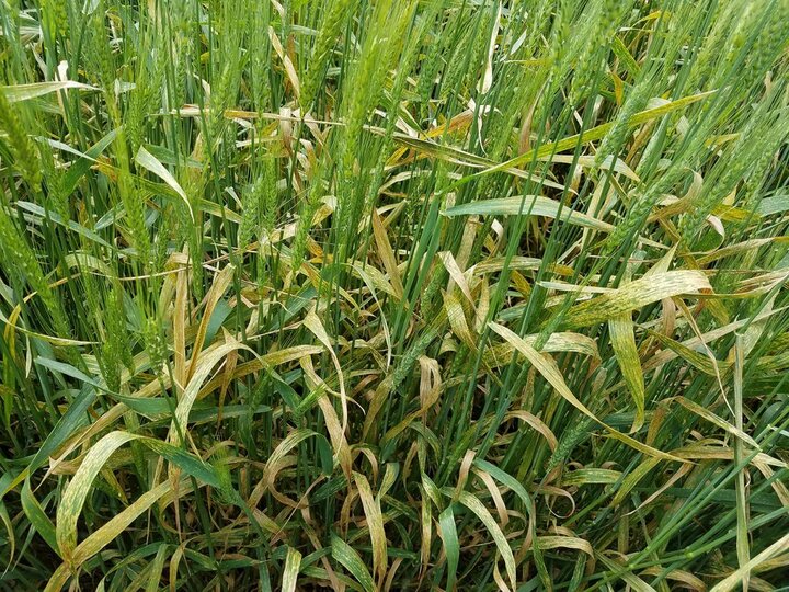 Wheat stripe rust