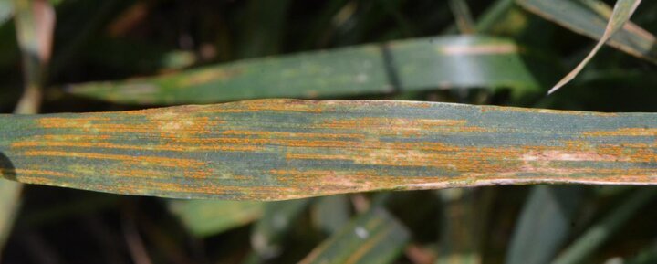 Stripe rust on a flag leaf