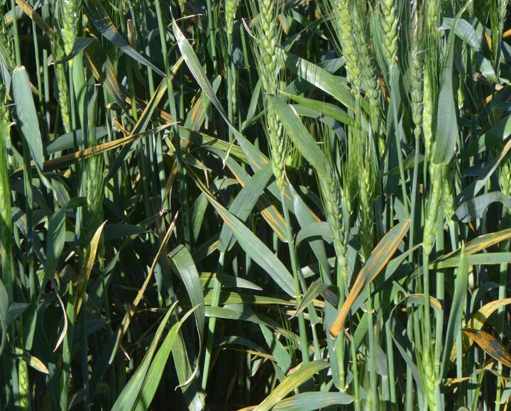 Stripe rust in wheat