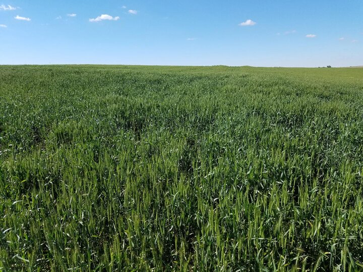 Wheat field with stripe rust