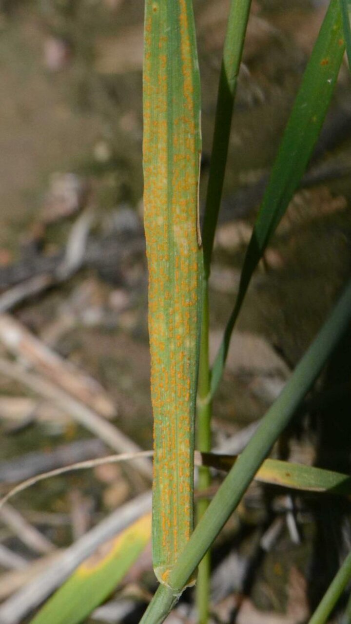 Wheat stripe rust