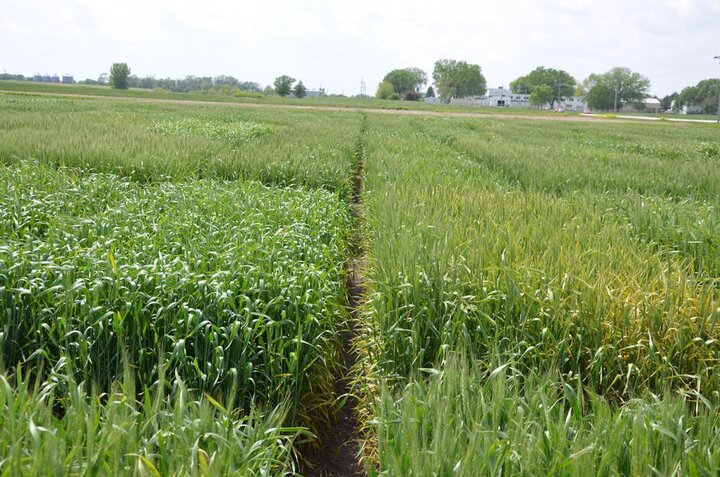 Wheat field with stripe rust