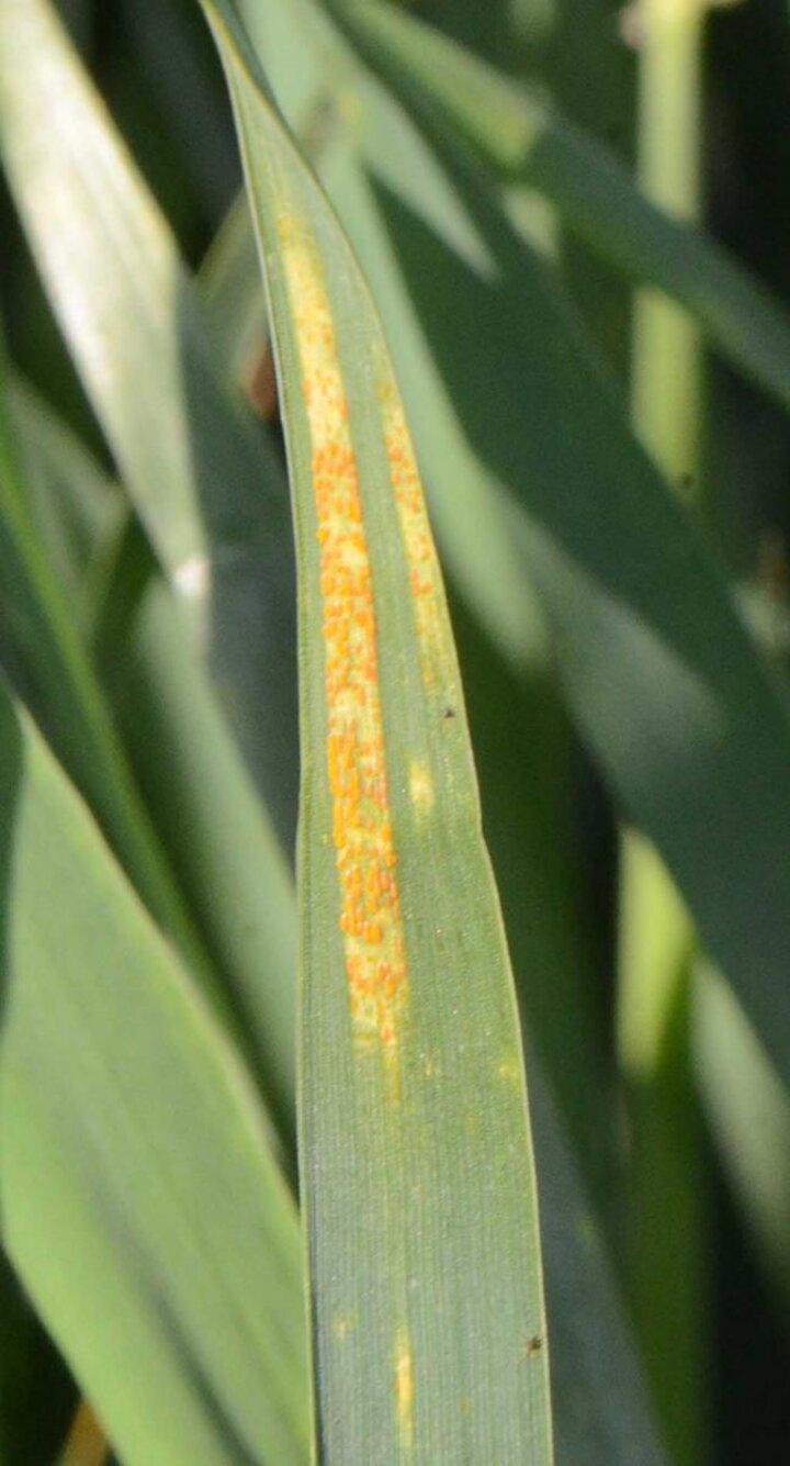 Stripe rust in wheat