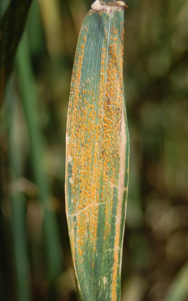 Stripe rust in wheat