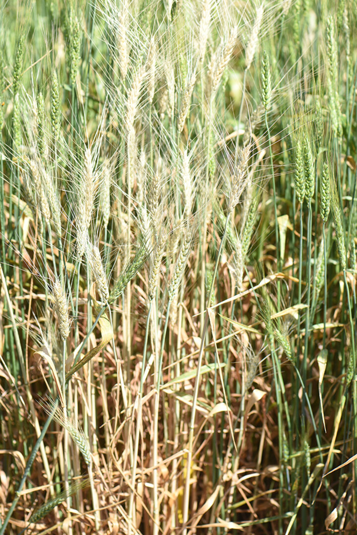 Take-all disease in wheat