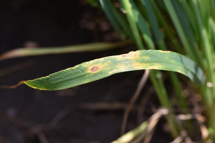 Tan spot on wheat