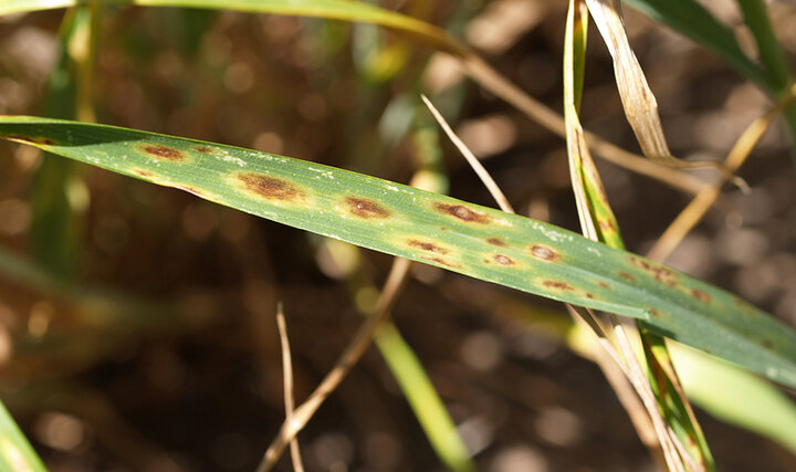 Tan spot of wheat