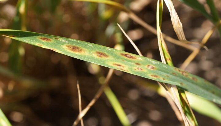 Tan spot in wheat