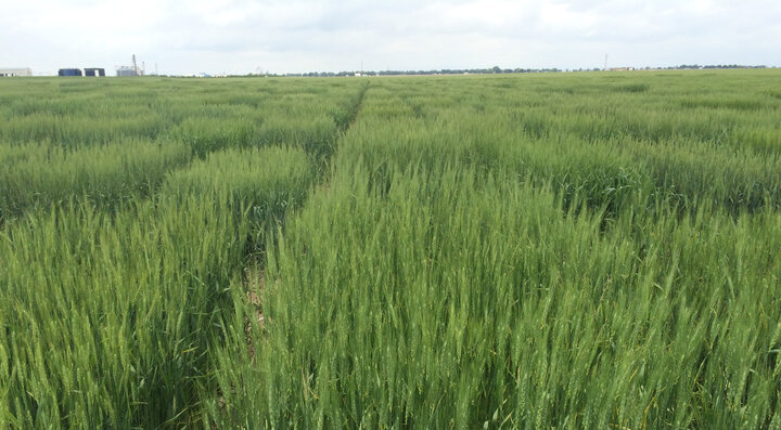 Wheat trials