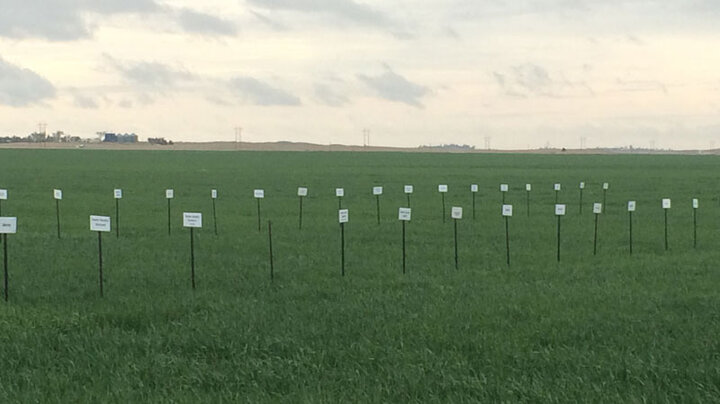 wheat trials at the UNL Stumpf farm