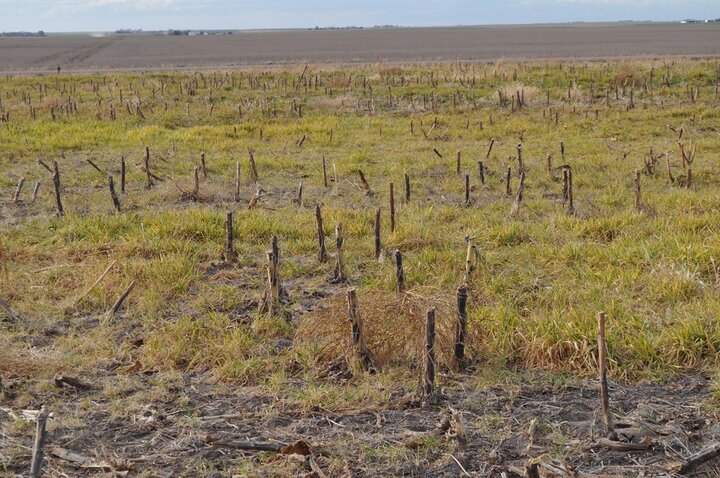 Field infected with wheat virus