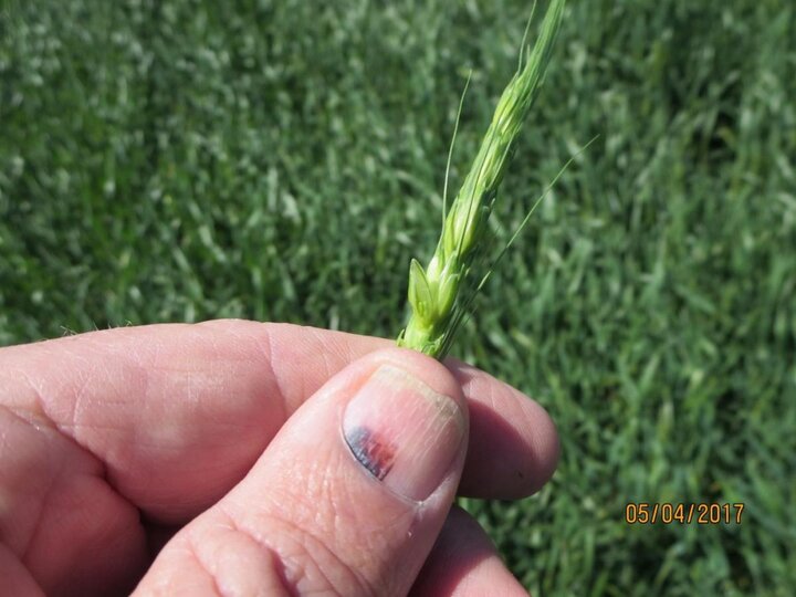 Undamaged winter wheat anthers