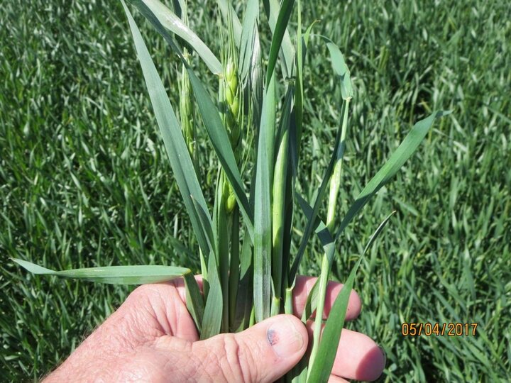 Winter wheat heads May 4, 2017