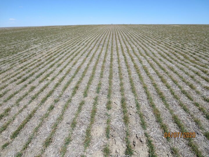 Field has a yellow cast