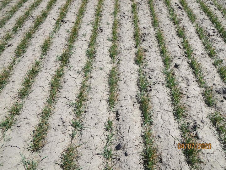 Winter Injury – Loose Seedbed