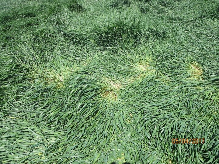 Winter wheat freeze damage