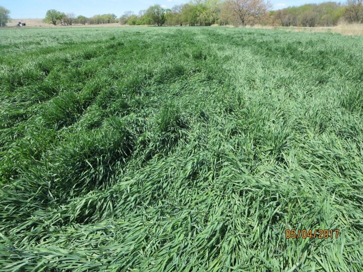 Heavy storm damage to winter wheat