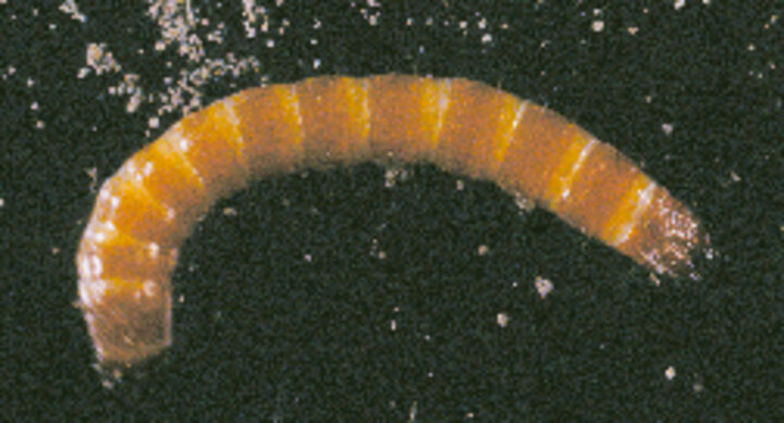 Wireworms