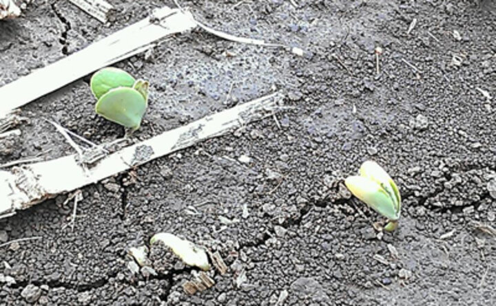 Yellow leaved seedling corn