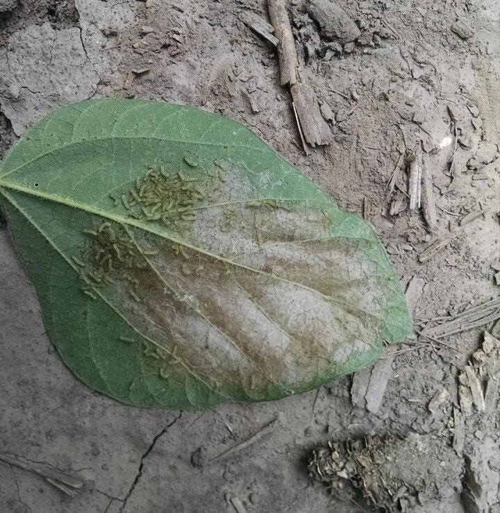 Yellow woolly bear caterpillar skeletonizing a soybean leaf