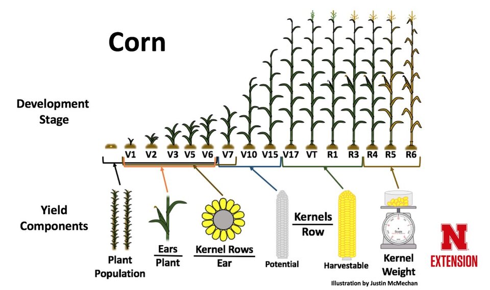corn development stages