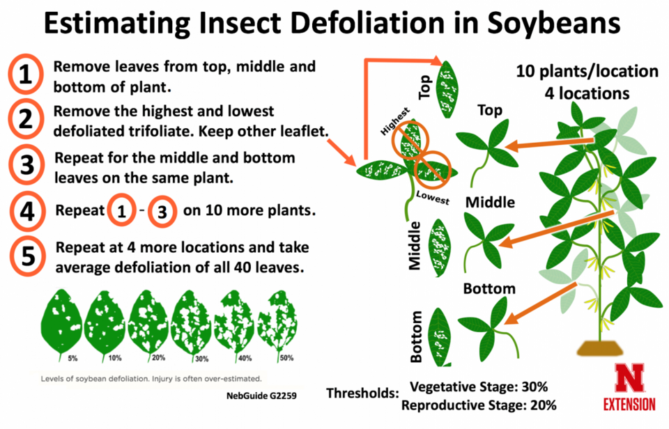 estimating insect defoliation soybeans