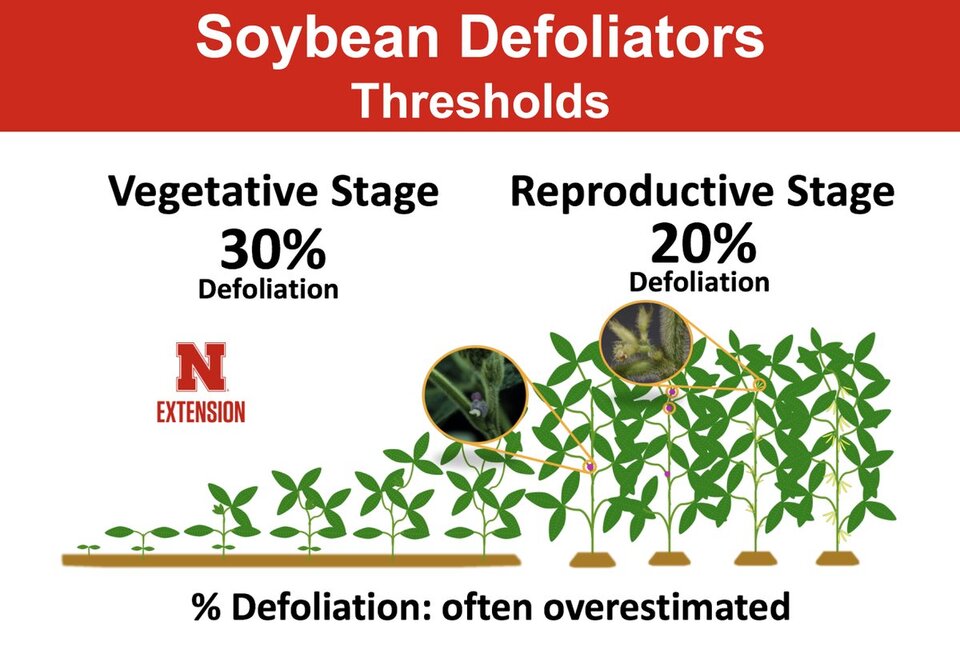 soybean defoliator threshold