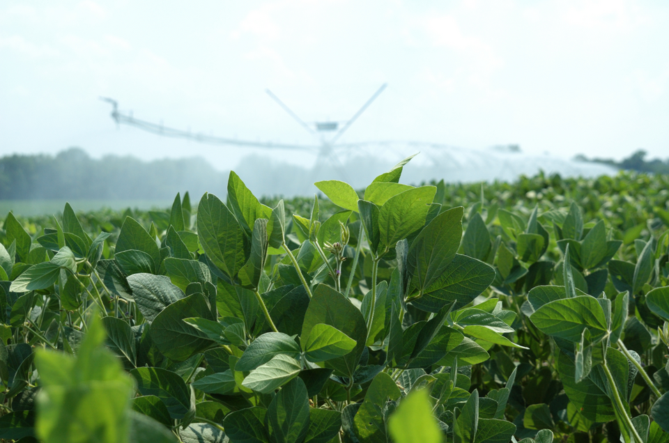 center pivot irrigation soybean field