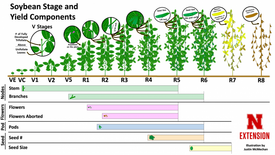 soybean yield components graphic