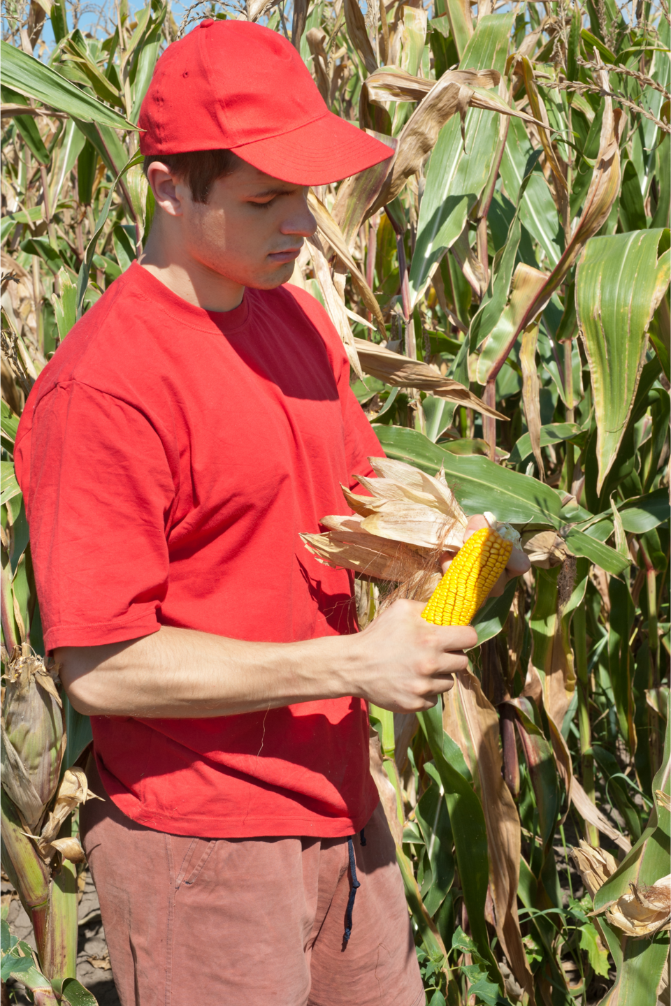 young farmer in corn field