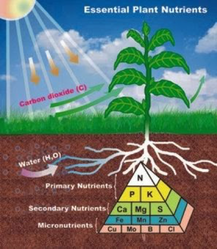 Side cutaway illustration of sun, plan, and roots in soil, showing the different transmission of nutrients.