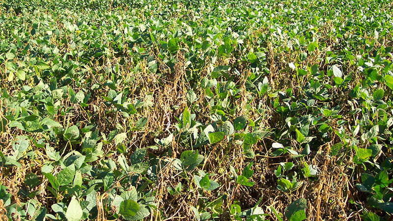 Plant Disease: Pathogens and Cycles | CropWatch