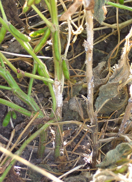 Soybean infected with Sclerotinia.