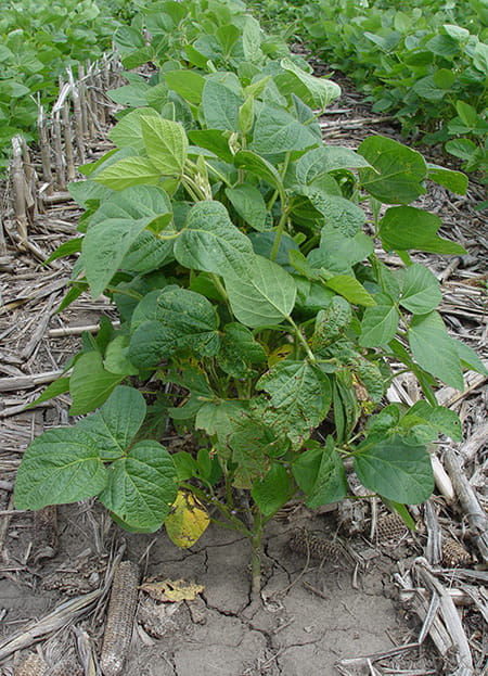 Soybean infected by bacterial blight.