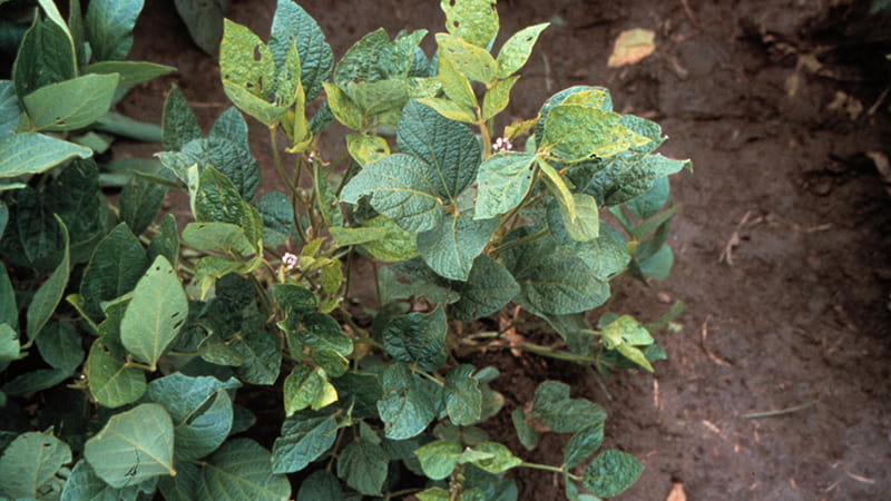Soybean infected with Bean Pod Mottle Virus.