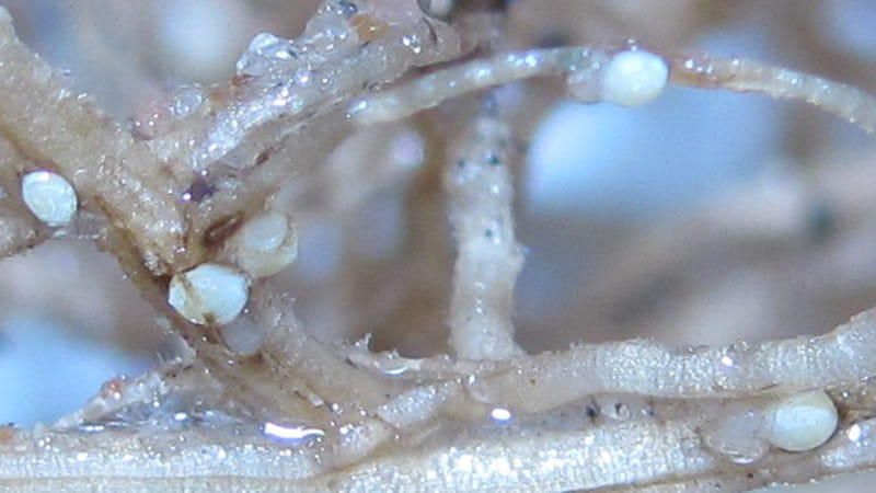 Adult soybean cyst nematode females emerging from soybean roots.