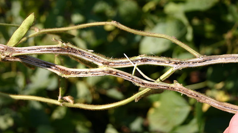 Split soybean stem infected with brown stem rot. Photo Courtesyof Martin Draper, USDA-NIFA, Bugwood.org