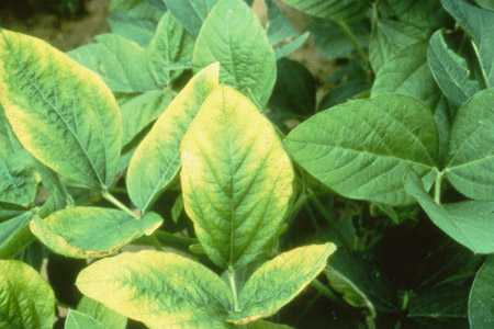 Close photo of leaves with yellowing at the edges, beginning around the middle and increasing toward the tip.