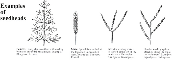 Illustrated diagram of the differences of Seed Heads: Panicle, Spike, Spike Branches atop, Spike Branches long sides.