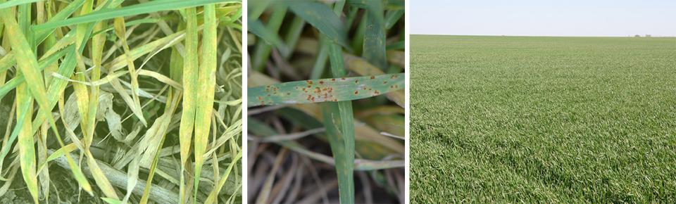 Photos of 3 wheat fields: with stripe rust, leaf rust, and healthy 