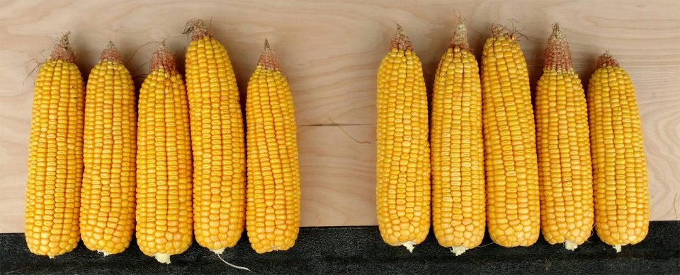 Figure 1. Variation in kernel setting in corn in Iowa. (Photo by Mark Licht)