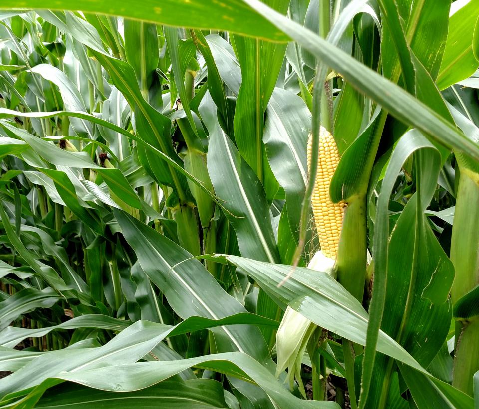 A corn field at mid-grain filling near Atkinson, Nebr. (Photo courtesy of Nicolas Cafaro La Menza and Mariano Hernandez; taken August 10, 2016).