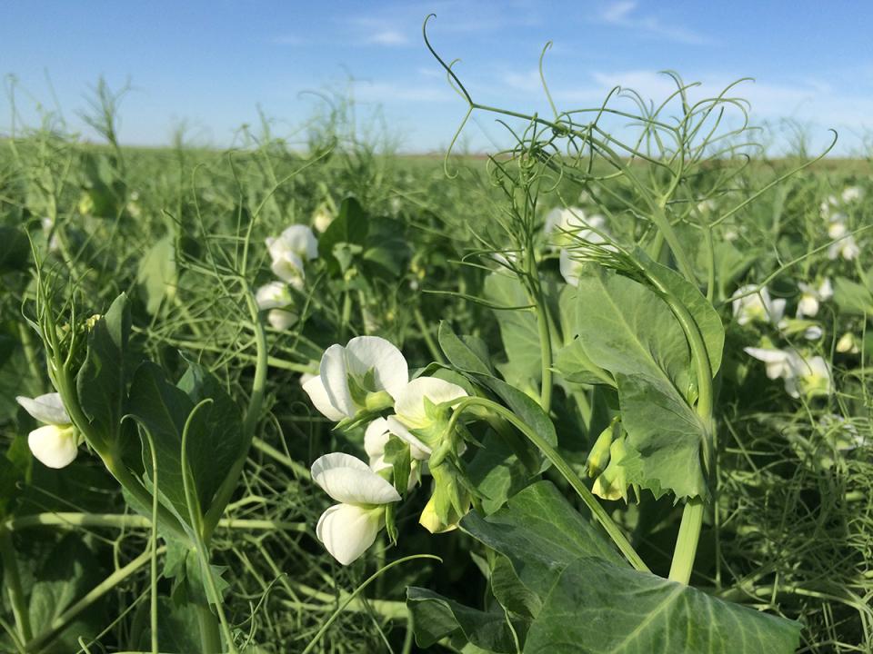 A western Nebraska field of field peas in bloom