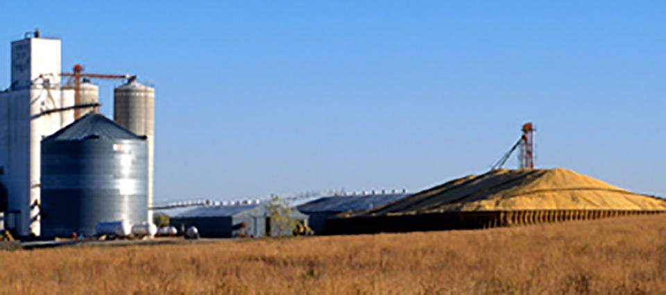 Figure 1. When traditional storage is limited, structures, bags, and piles may provide suitable alternatives if grain is carefully stored and monitored. Grain can be stored short-term in piles, but losses can quickly develop if it's not properly protected from the elements or stored too long.