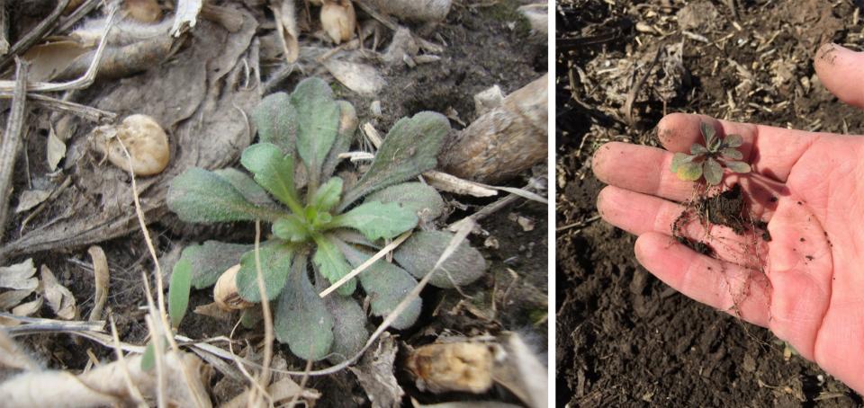 Figure 1. Marestail seedling growing in a no-till field. Due to its small size in the fall, pay special attention during scouting, especially in no-till fields where residue can hide seedlings.during scouting.